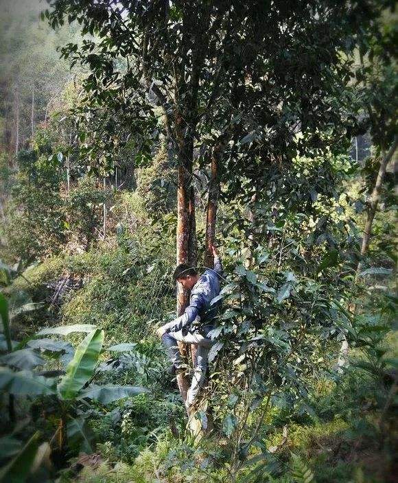 2022年桃子寨古樹春茶特點(diǎn)？