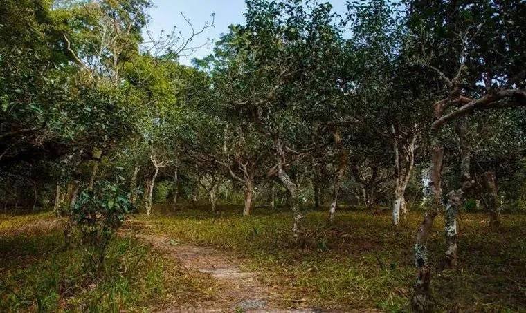 2022年桃子寨古樹春茶價格？