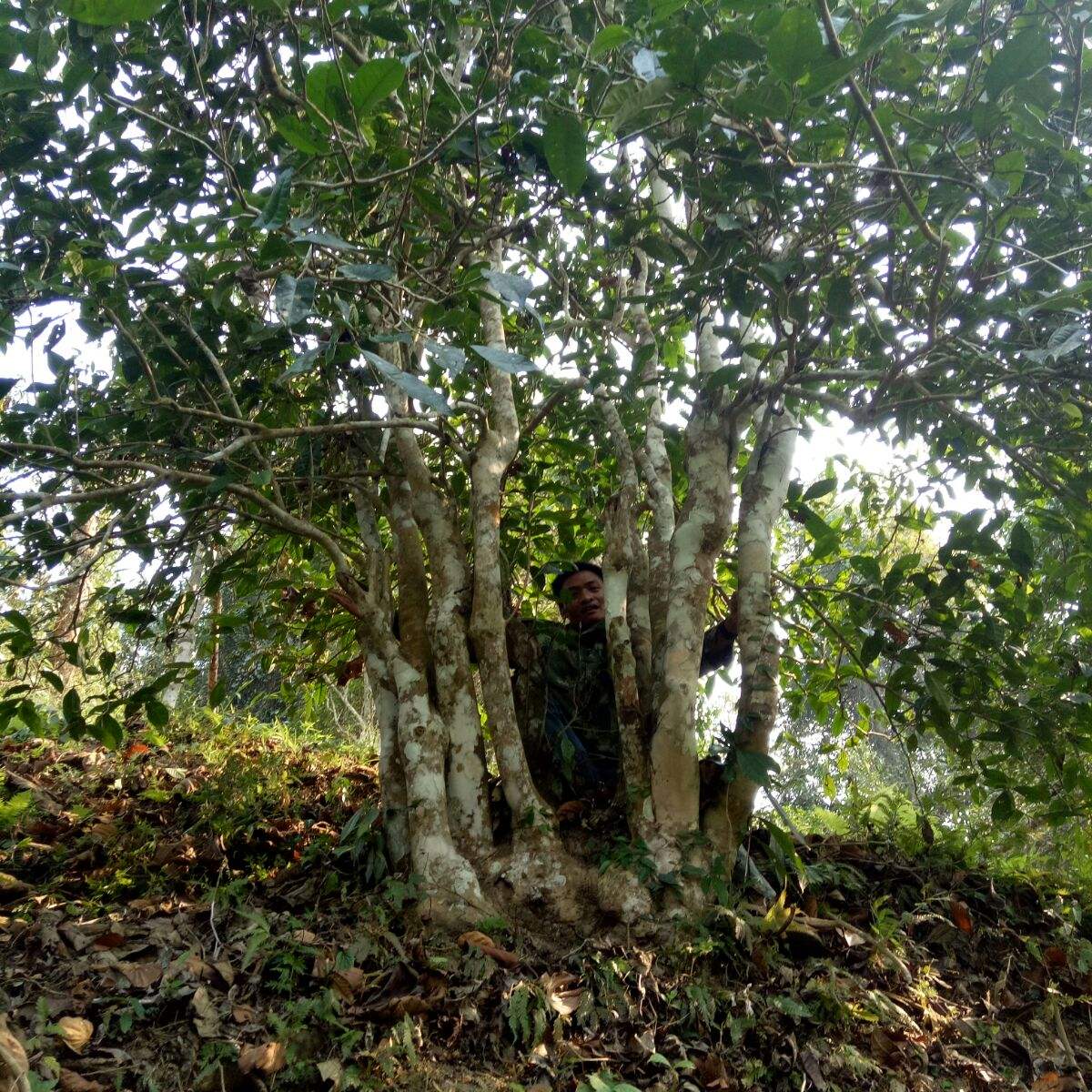 2022年蠻磚瓦龍古樹(shù)春茶特點(diǎn)？