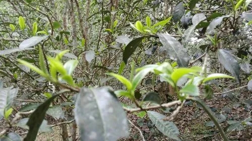 2022年蠻磚瓦龍古樹春茶口感！