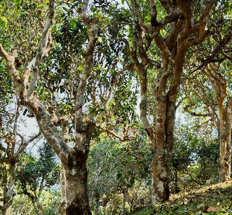 2022年蠻磚瓦龍古樹春茶價格？