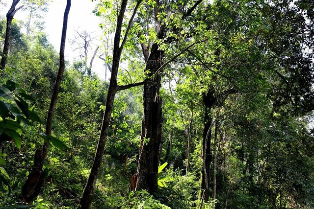 2022年革登古樹春茶，可飲可藏的絕佳茶品
