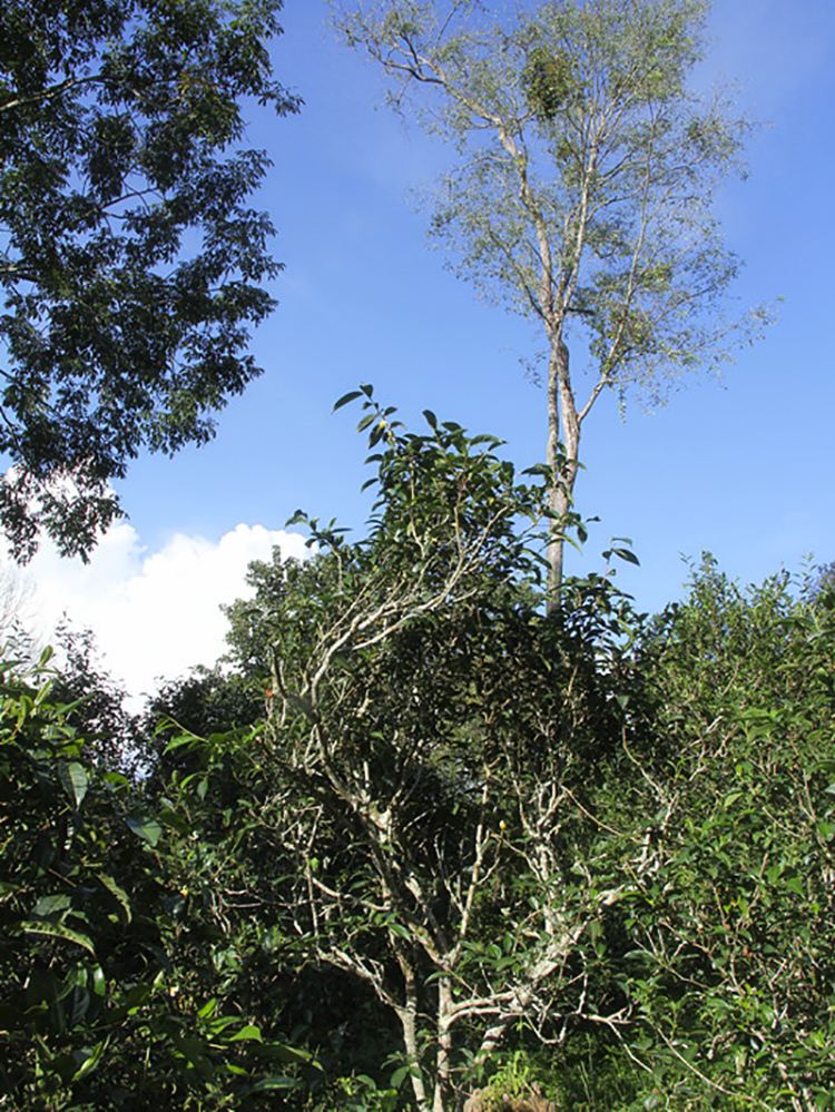 2022年莽枝古樹春茶口感？