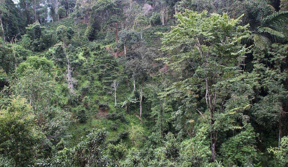 2022年攸樂古樹春茶價格？