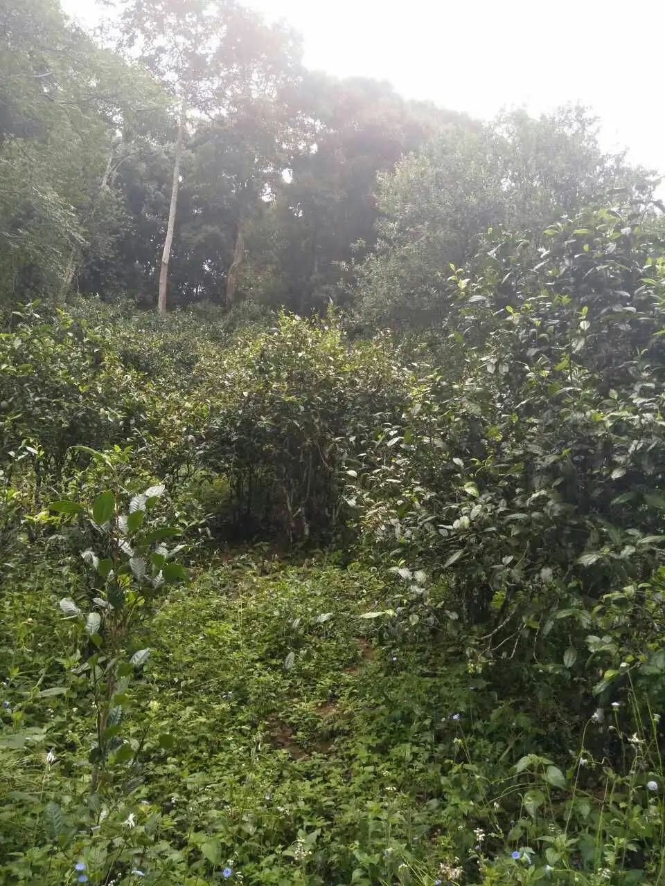 2022曼秀古樹春茶曾經(jīng)5公斤春茶現(xiàn)場(chǎng)競(jìng)拍出107萬(wàn)元