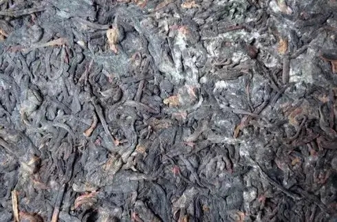 普洱茶泡了之后有霉味怎么辦？