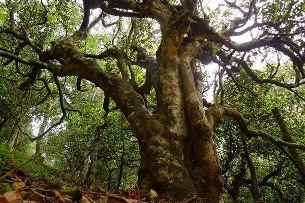 冰島！普洱茶界最有名的山頭，一次性把冰島茶講清楚！