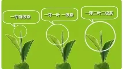 普洱茶如何分級(jí)？