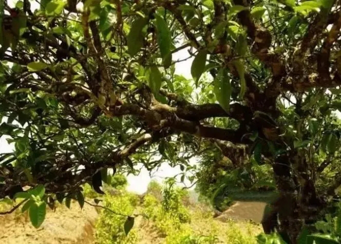 如何鑒別普洱茶樹(shù)齡？