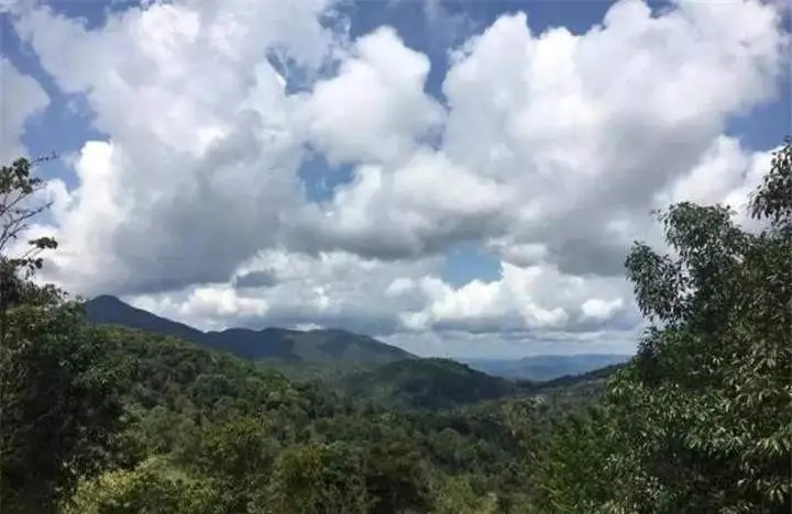 喝普洱茶的人為什么喜歡追山頭？無(wú)非就是這幾個(gè)原因