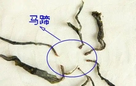 馬蹄竟然還能喝？普洱茶里的馬蹄你有了解過嗎？