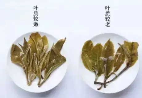 生普？熟普？如何挑選一款普洱茶？