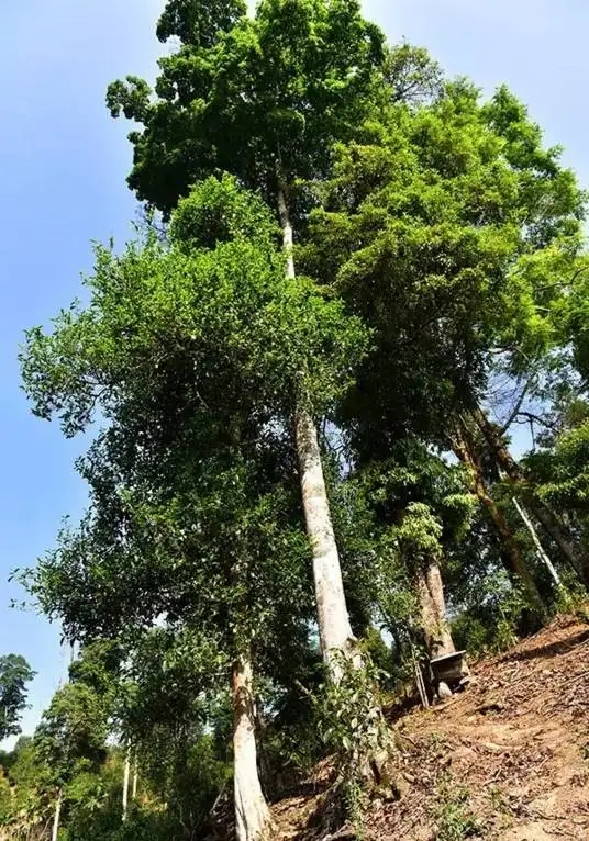 普洱茶概念中的“國有林”、“高桿古樹”是怎么樣的存在？
