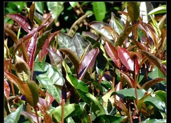 紫芽普洱茶真的都很珍貴嗎？這篇文章說到你心坎上了