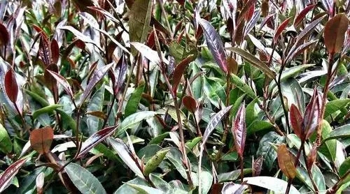 紫芽普洱是什么茶？