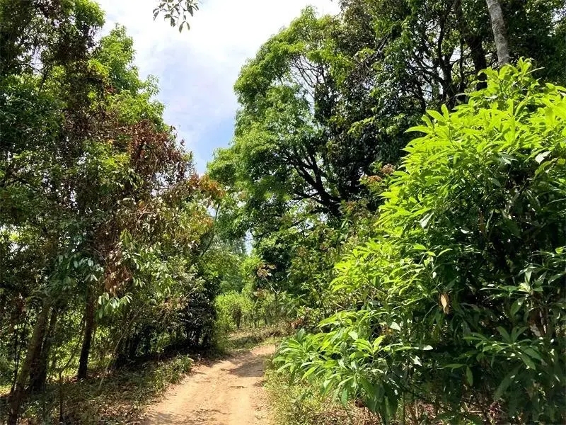 茶山紀實：犀牛塘，最近能火是有原因的