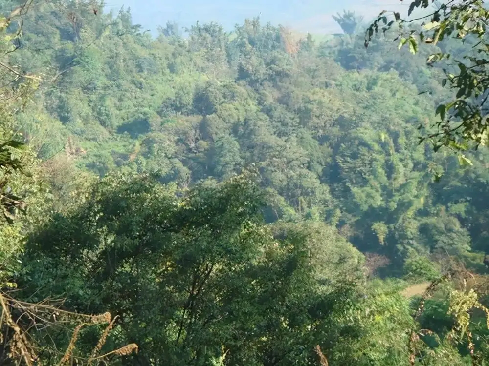 茶山紀實：再進犀牛塘，不一樣的感覺；菁瑤可以預見的豐收年