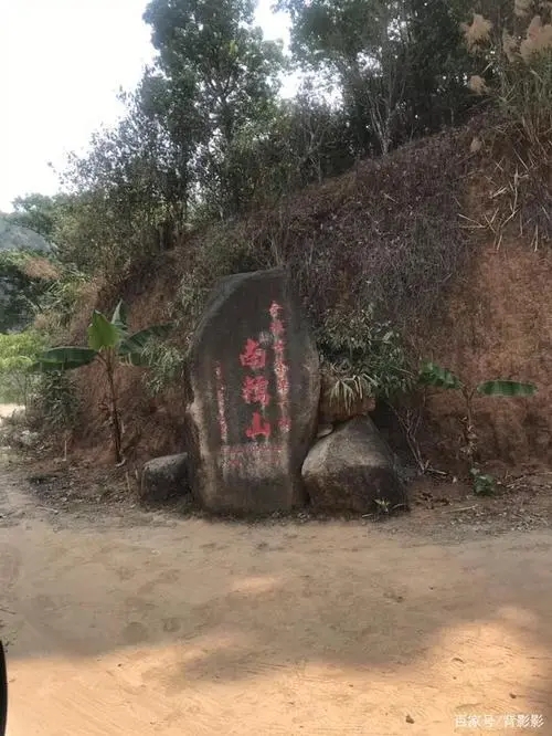 古茶第一村”，你見過這樣的茶樹嗎？