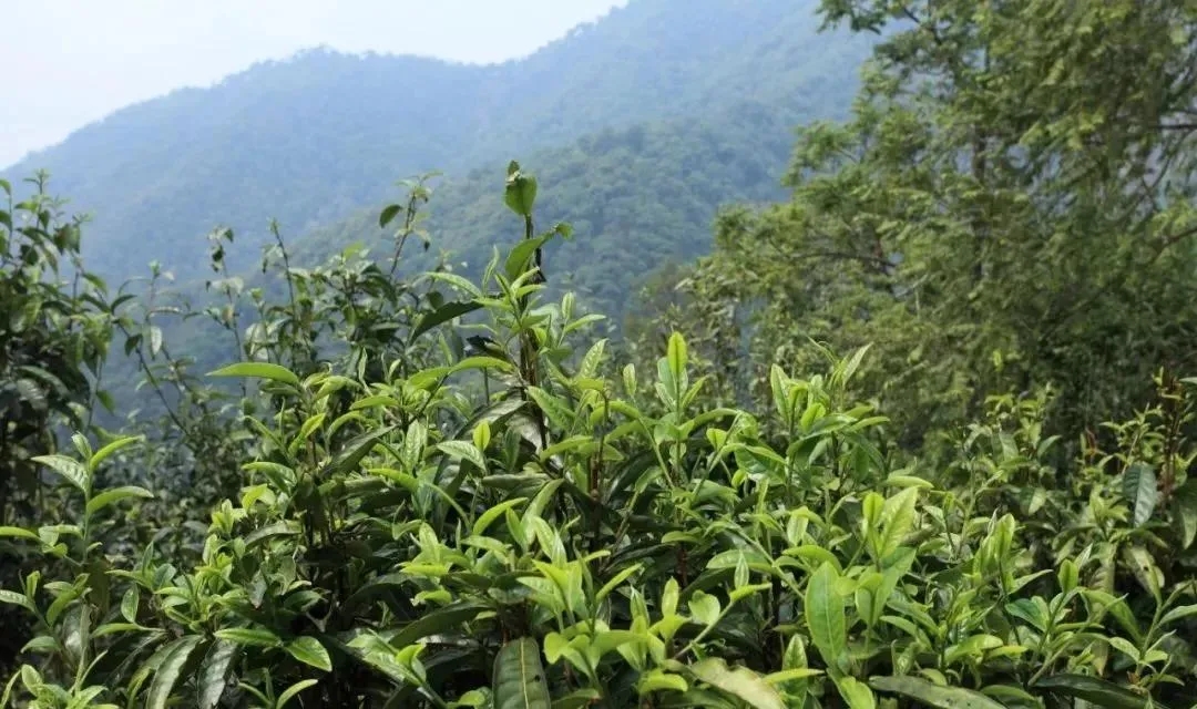 古樹(shù)茶的價(jià)值和意義在哪里？