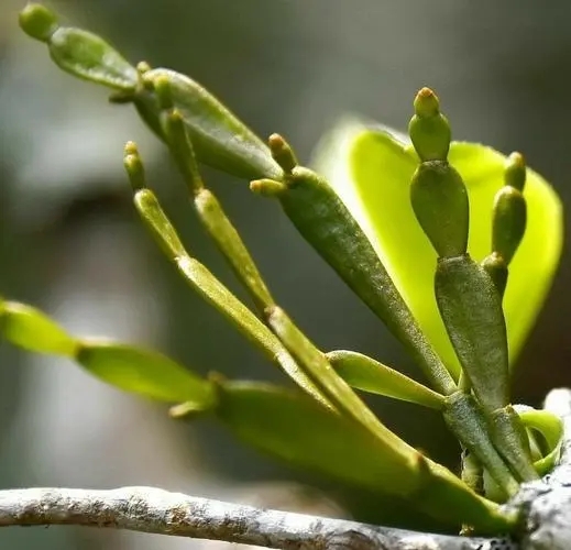 “螃蟹腳”是什么？