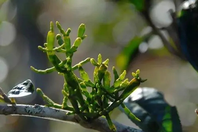 什么是螃蟹腳？茶界的螃蟹腳可能和你想的不一樣！