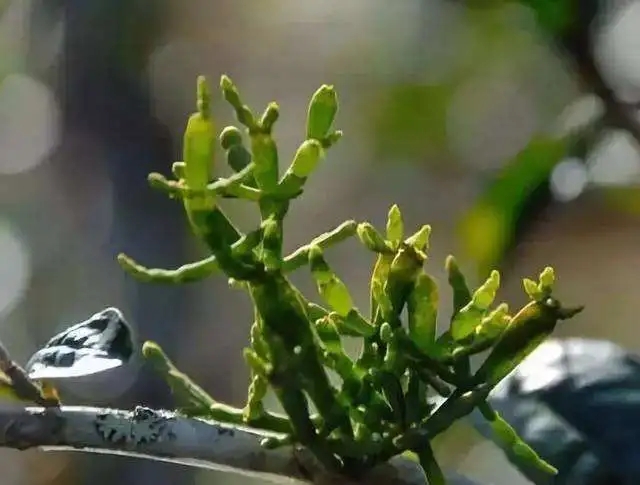 一節(jié)螃蟹腳，勝過冬蟲和夏草