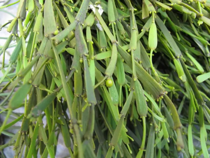 普洱茶中的“螃蟹腳”，到底是什么？如何辨別？