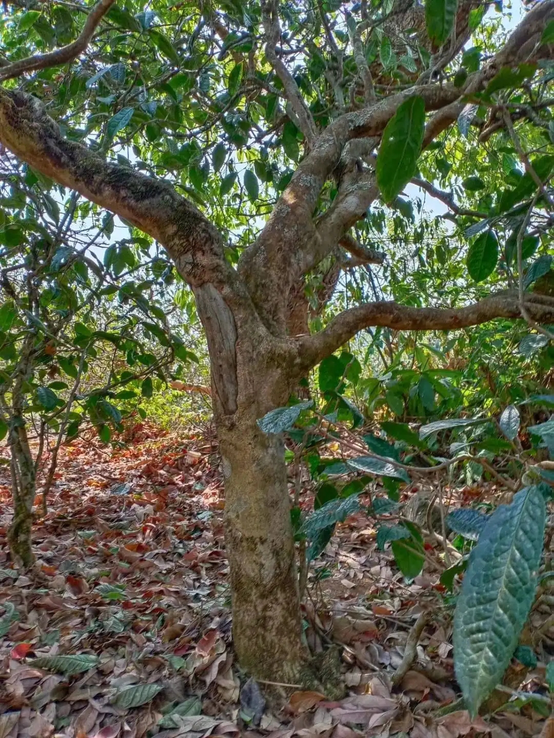 一山一韻，普洱茶的山韻