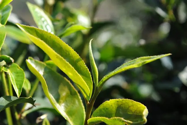 普洱茶“山野氣韻”如何形成？