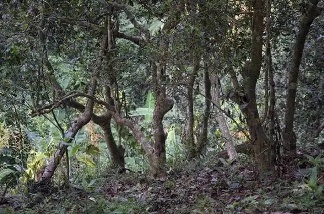 一山一味，山頭茶存在的意義究竟是什么？