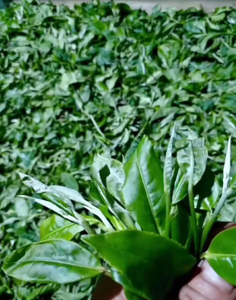 【答疑解惑】關(guān)于勐庫(kù)大葉種，你了解多少？