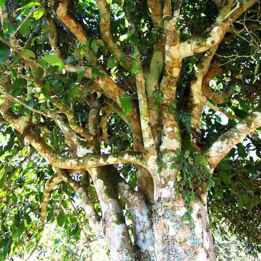 來自易武秘境的至味臻品！氣韻強(qiáng)勁，余韻深邃，一口喚醒你的味蕾~