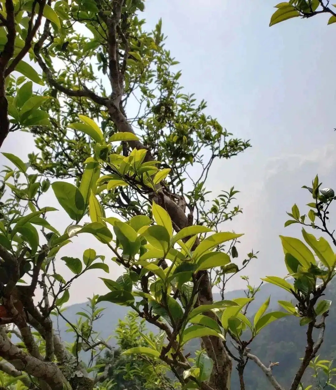 稀缺易武國有林-15個經(jīng)典產(chǎn)區(qū)解讀