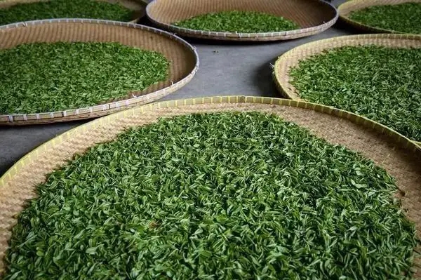 傳統(tǒng)普洱茶殺青工藝原理，專家們是這樣說的