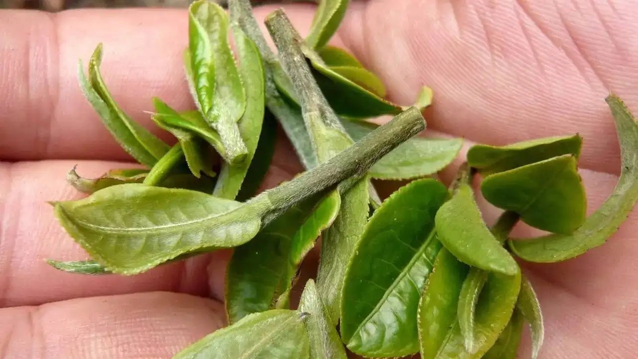 云南大葉種曬青毛茶，是什么茶？