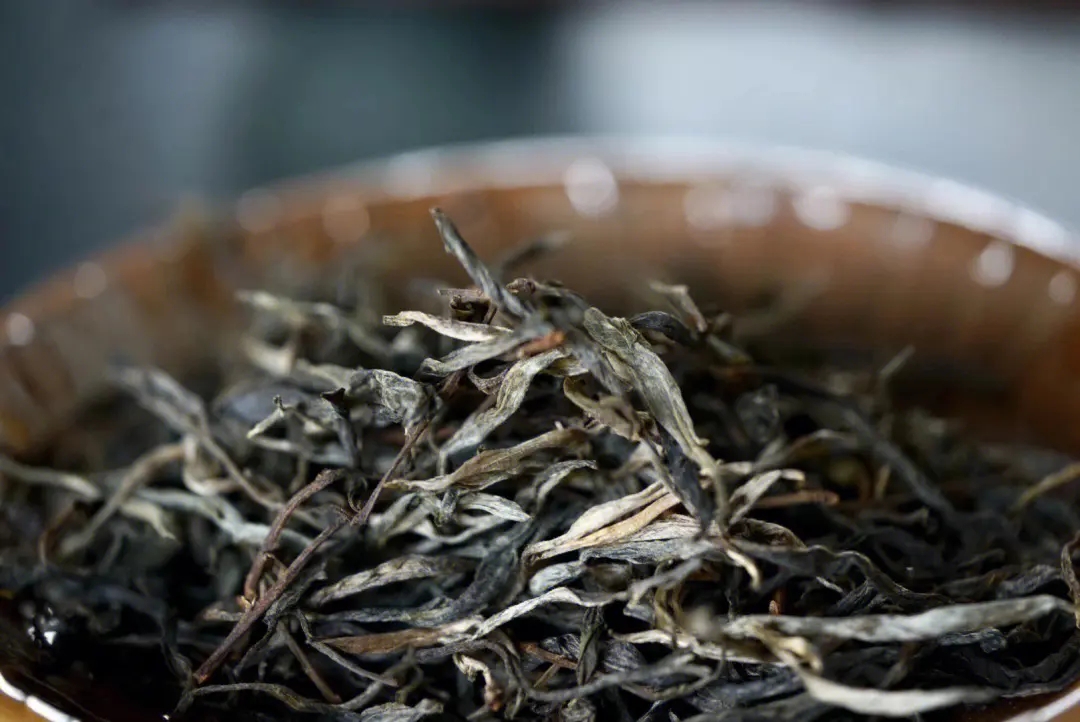 2023年老班章古樹(shù)春茶口感！