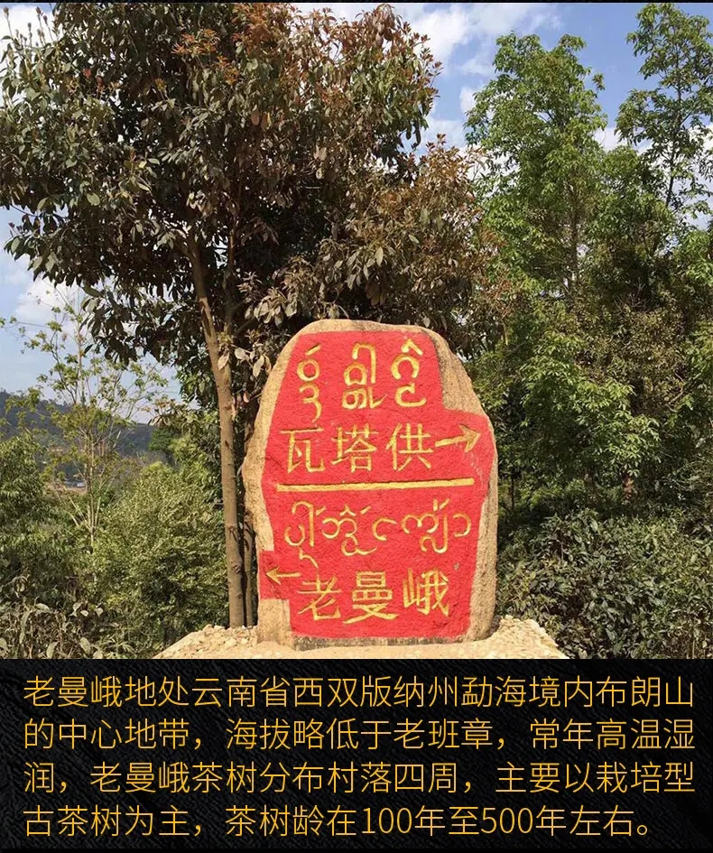 2023年老曼峨古樹(shù)春茶口感？