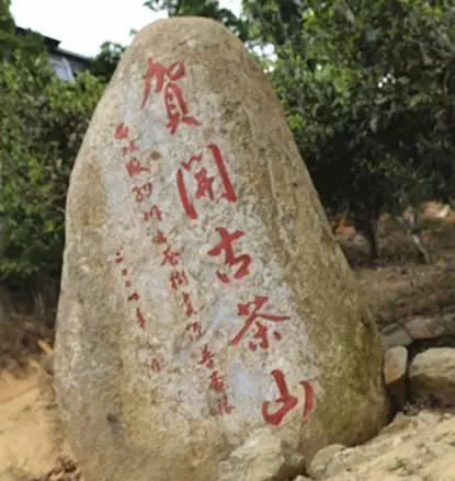 2023年賀開(kāi)古樹(shù)春茶品質(zhì)如何？