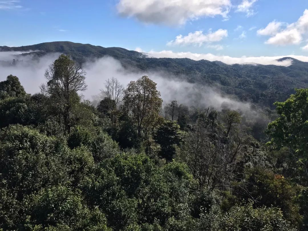 2023年賀開古樹春茶特點是什么？