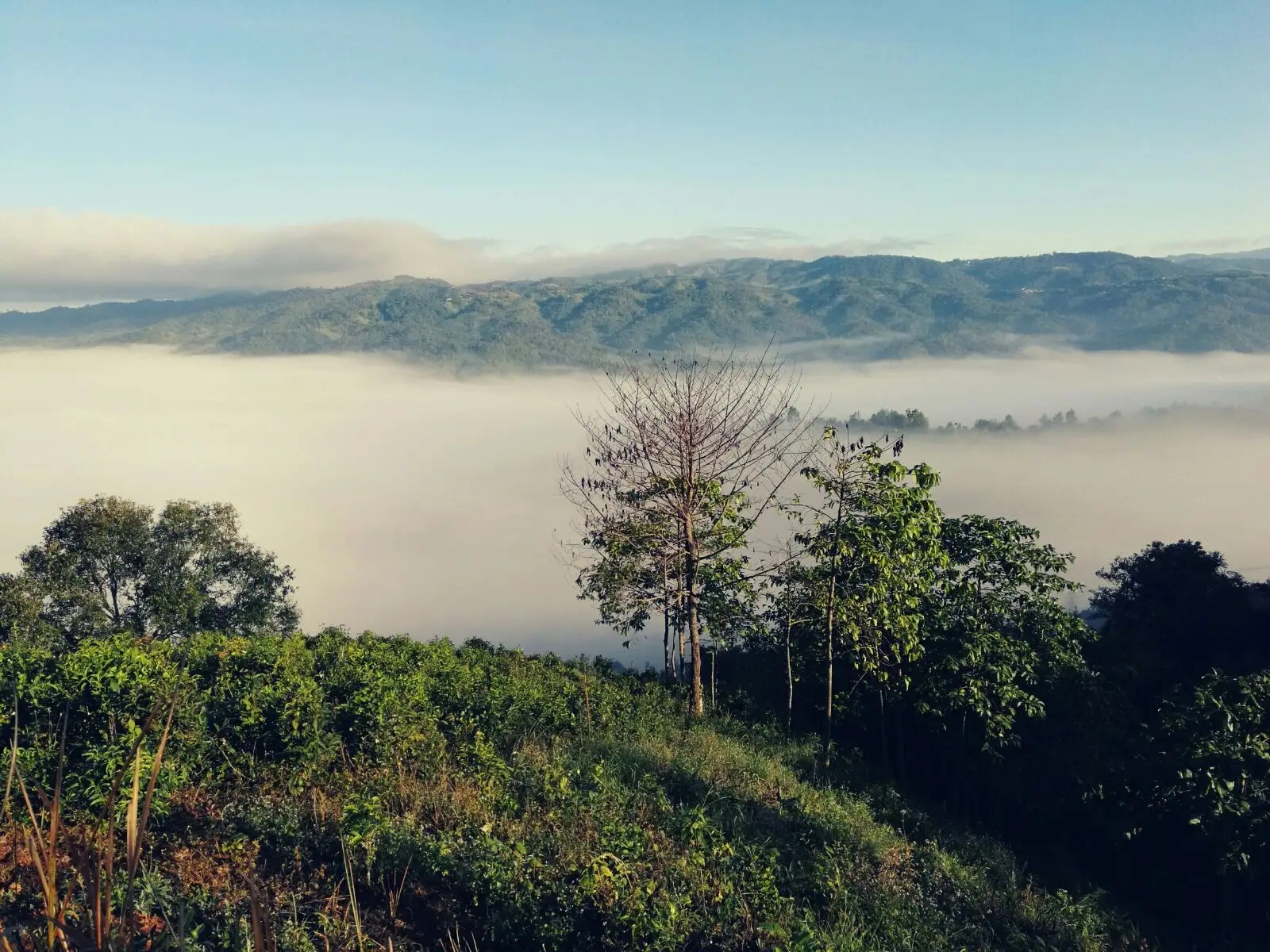 2023年賀開古樹春茶價(jià)格是多少？