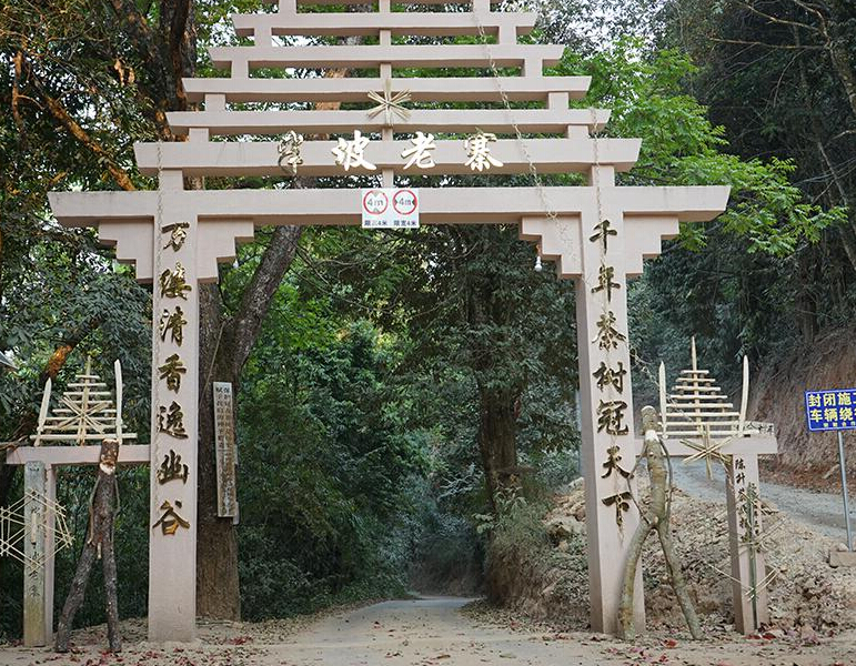 2023年半坡老寨古樹春茶品質(zhì)？