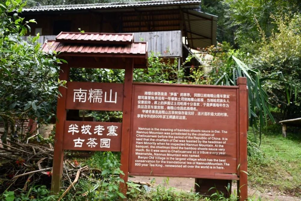 2023年半坡老寨古樹春茶口感是什么？