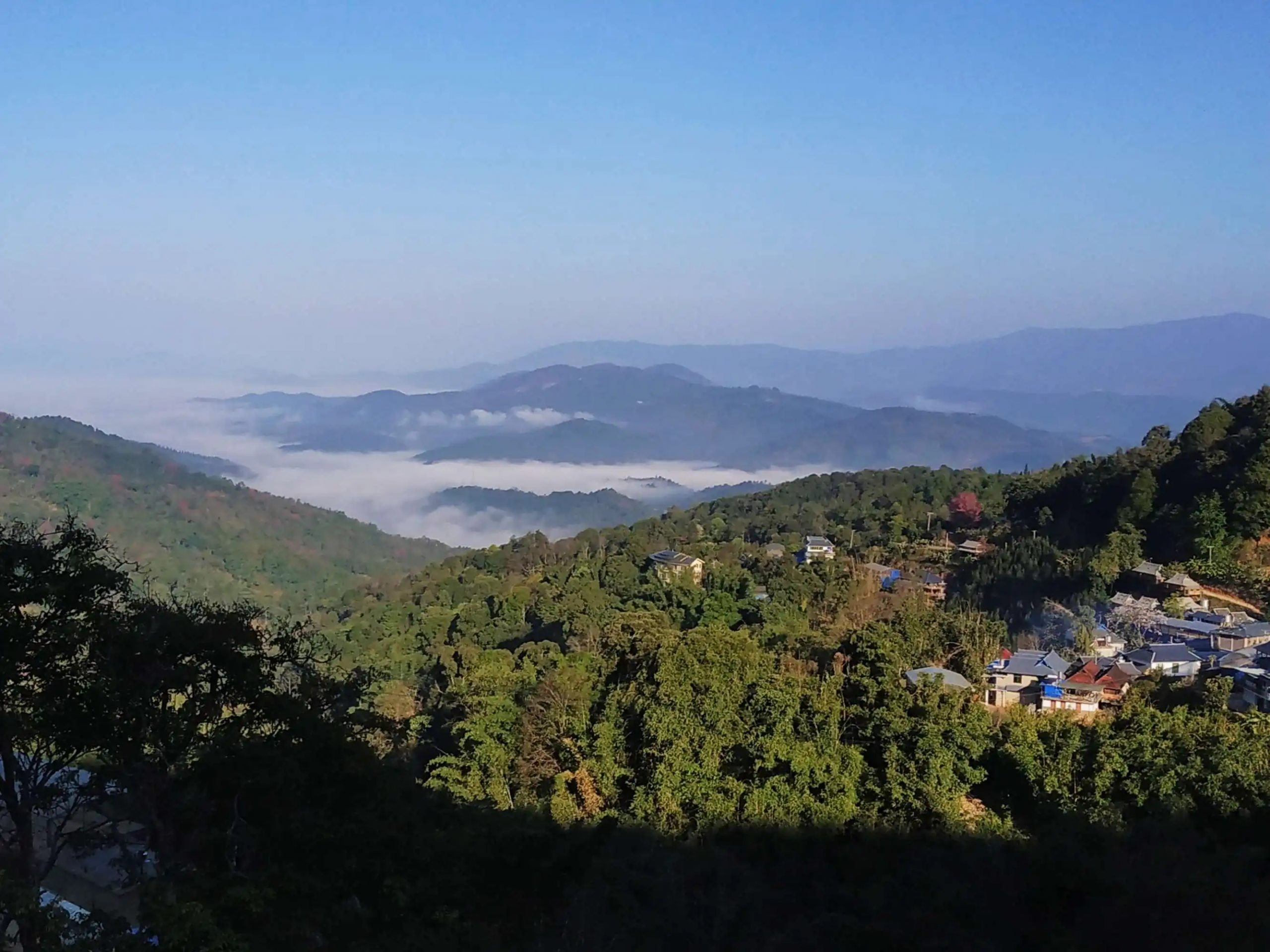 2023年南糯山古樹春茶口感如何？