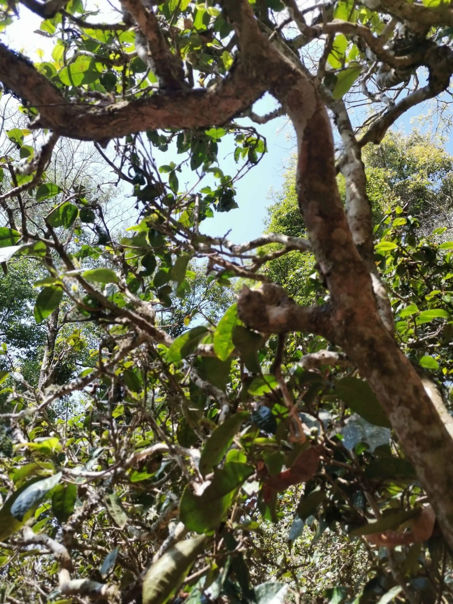 2023年那卡古樹春茶特點是什么？