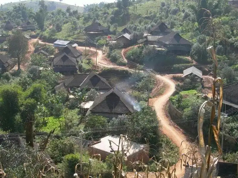 2023年保塘老寨古樹春茶品質如何？