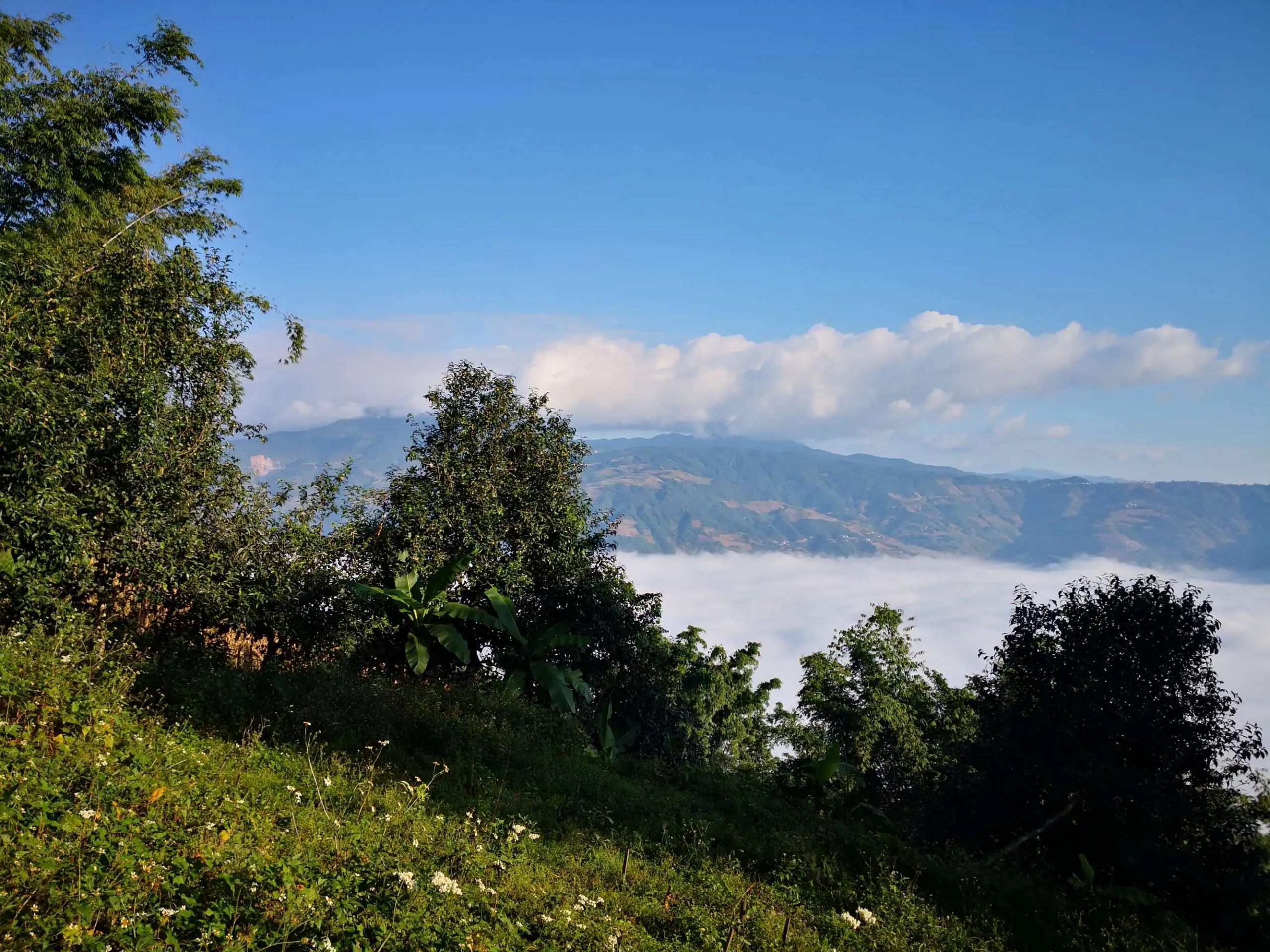 2023年邦崴古樹 春茶品質(zhì)如何？