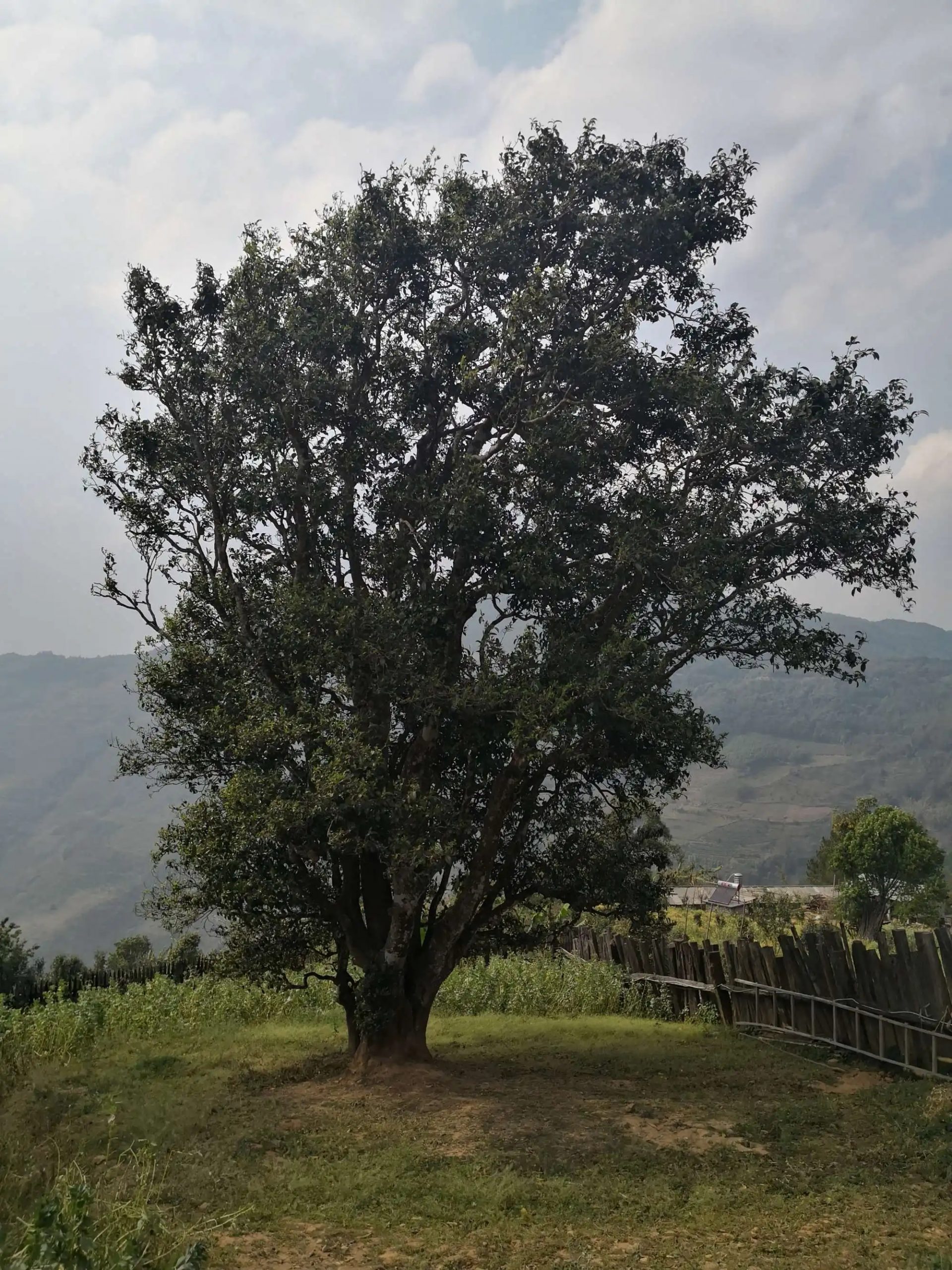 2023年邦崴古樹春茶口感怎么樣？