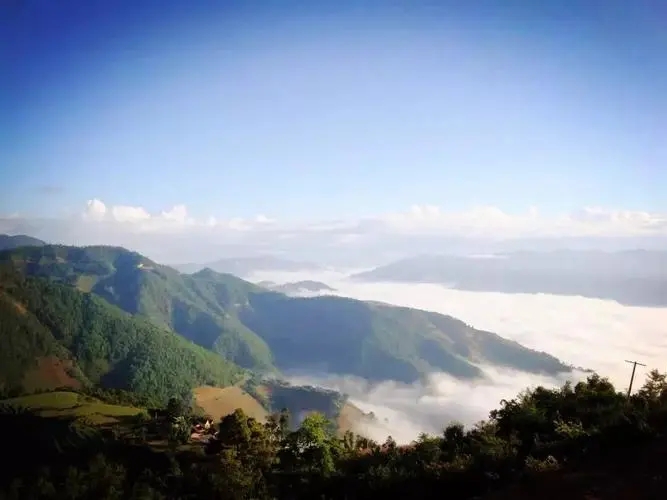 2023邦崴古樹春茶特點是什么？