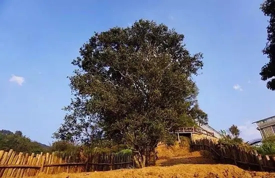 2023年邦崴古樹春茶價格多少？