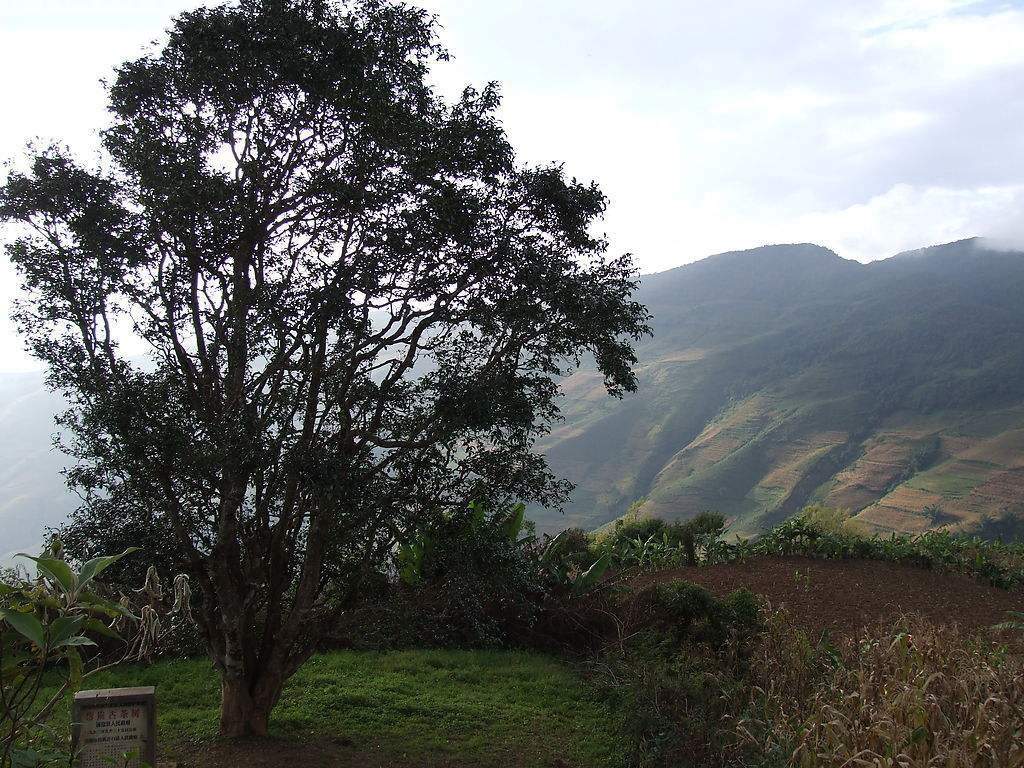 2023年邦崴古樹春茶多少錢一公斤？